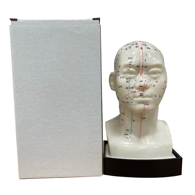 Excellent Choice High Quality Medical Use 20cm Head Acupuncture Model