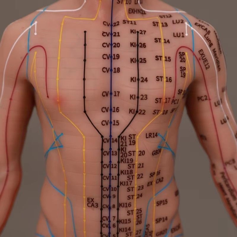 55cm-Body-Chinese-Acupuncture-Points-Silicone-Acupoints-Human-Model (2)