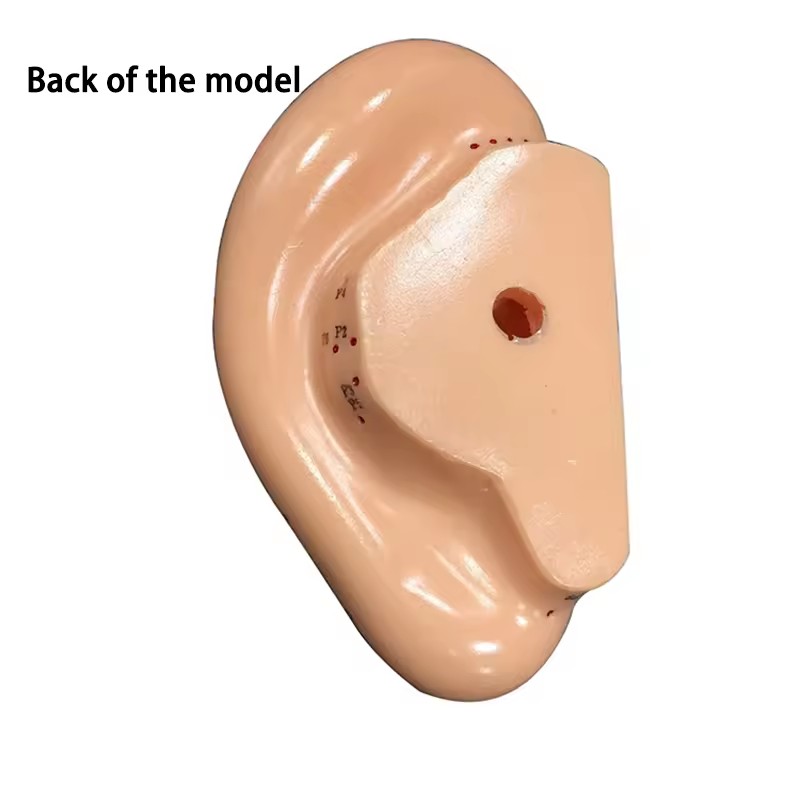 Hot Sale 13cm Ear Acupuncture Model Professional Reflexology Acupoint Learning Display Laboratory Supplies with User Manual