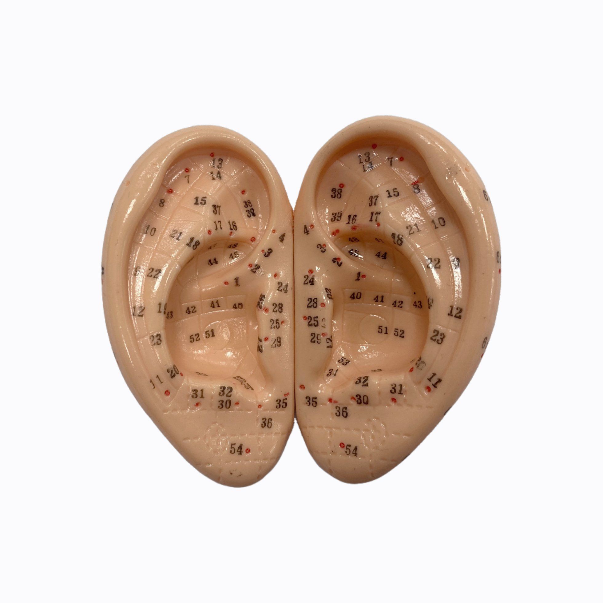 Hot Selling Single 7.5cm Ear Acupuncture Model for Professional Acupoint Learning