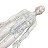 High Quality Body Acupuncture Model Soft Flexible Famale Model 48cm Acupuncture Point Model