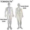 Hot Sale Chinese Acupuncture Model 50cm male Acupuncture Model Acupuncture Human Meridians Model