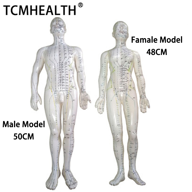 Hot Sale Chinese Acupuncture Model 50cm male Acupuncture Model Acupuncture Human Meridians Model