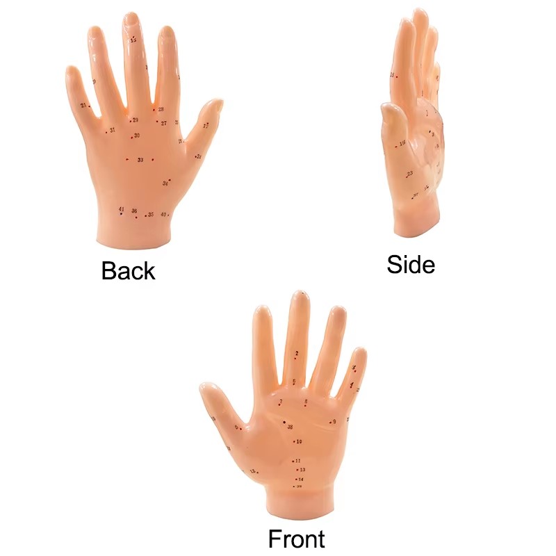 Hand Acupuncture Model (5)