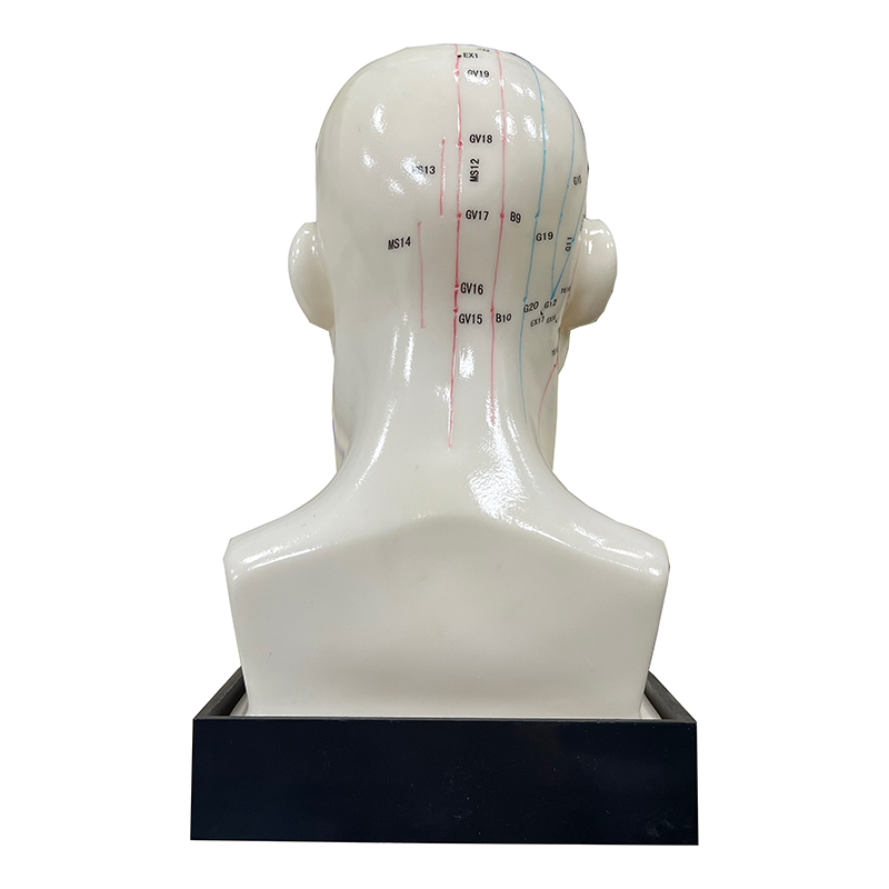 Excellent Choice High Quality Medical Use 20cm Head Acupuncture Model