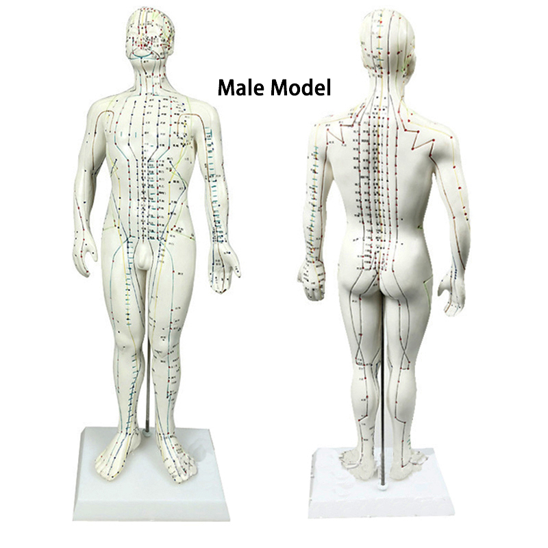 Hot Sale Chinese Acupuncture Model 50cm male Acupuncture Model Acupuncture Human Meridians Model