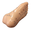 Acupuncture Human Body Model 13cm Chinese Acupuncture Foot Model