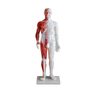 High Quality 60cm Male Display Acupuncture Model with Muscle