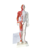 High Quality 60cm Male Display Acupuncture Model with Muscle