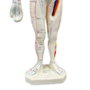 High Quality 26cm Body Acupuncture Model Soft Flexible Model Acupuncture Point Model