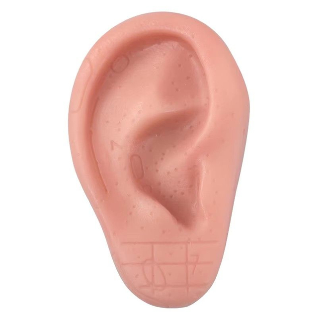 High Quality 8CM Silicone Ear Acupuncture Model Medical Human Anatomical Ear Acupuncture Model