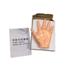 Chinese Acupuncture Model Energetic Acupuncture Hand Model 13cm Hand Model