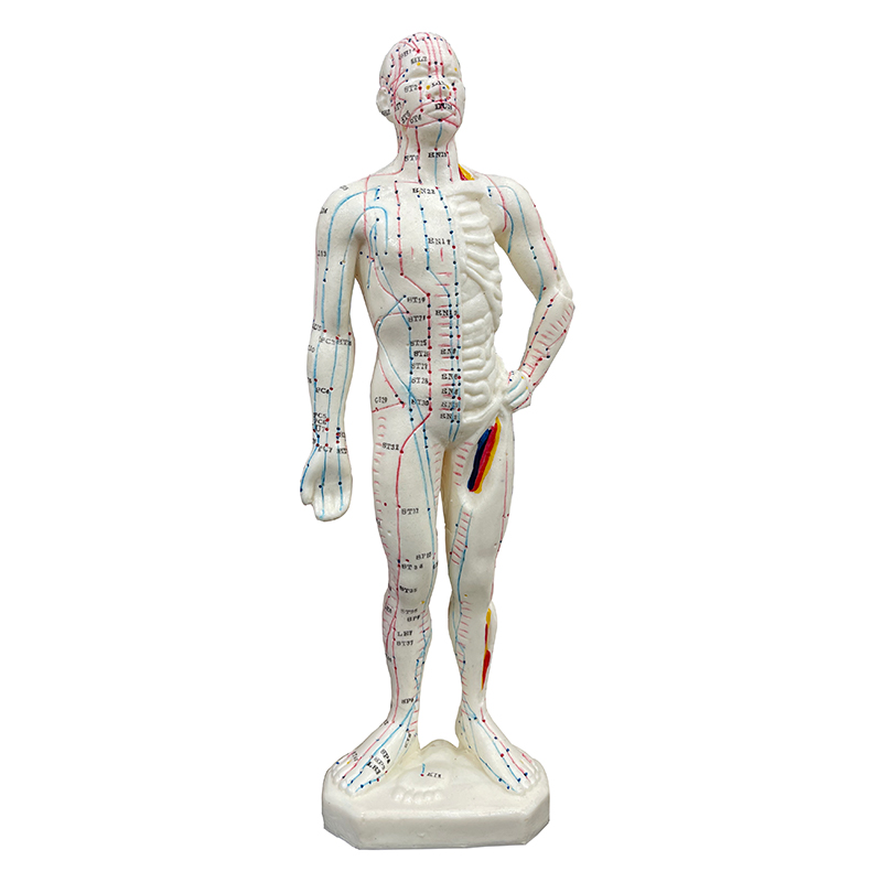 High Quality 26cm Body Acupuncture Model Soft Flexible Model Acupuncture Point Model