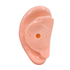 High Quality Practice and Display 22cm Ear Acupuncture Model