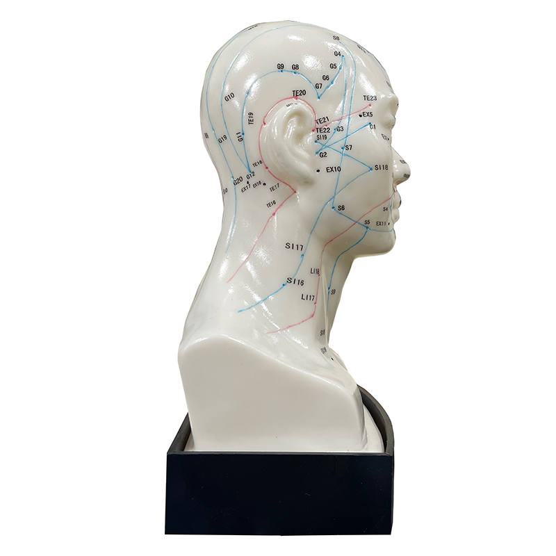 Excellent Choice High Quality Medical Use 20cm Head Acupuncture Model