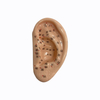 Hot Selling Single 7.5cm Ear Acupuncture Model for Professional Acupoint Learning