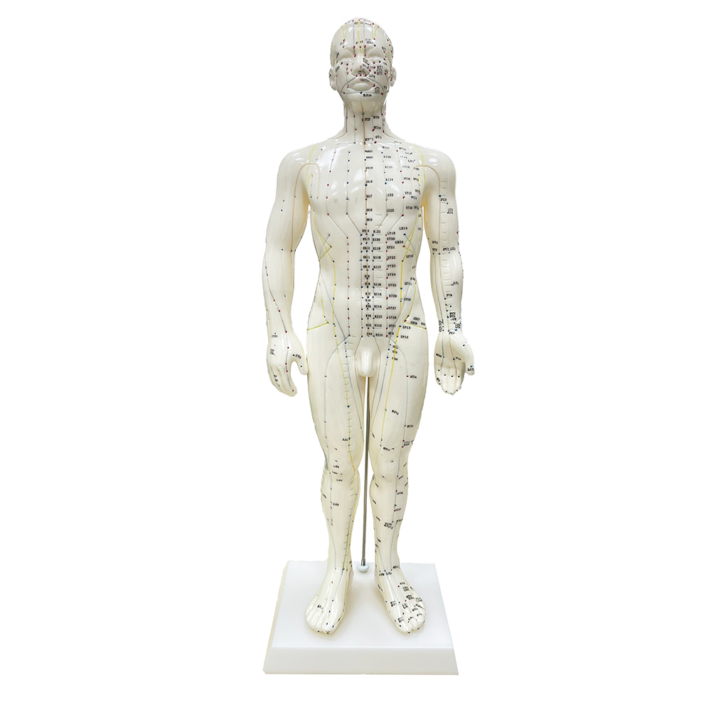 Hot Sale Chinese Acupuncture Model 50cm male Acupuncture Model Acupuncture Human Meridians Model