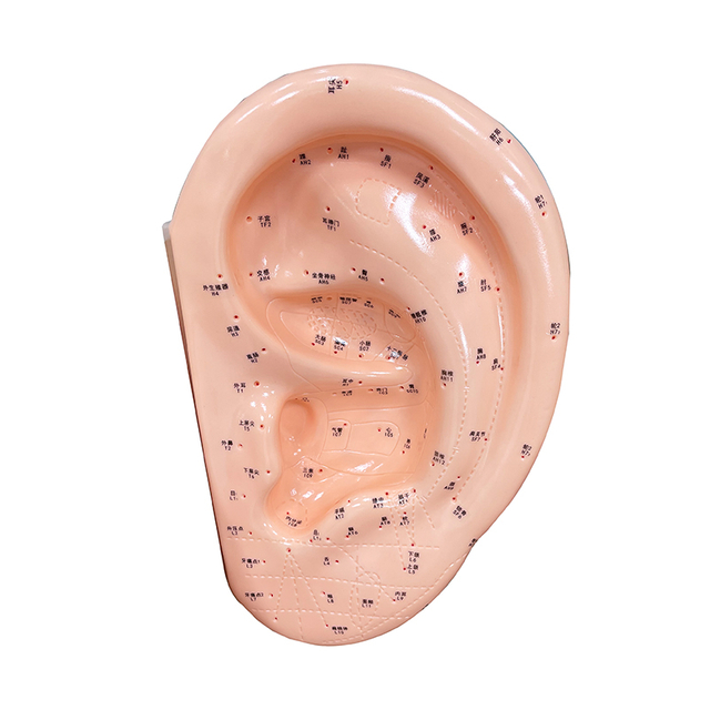 Wholesale 40cm Ear Acupuncture Model for Class Use