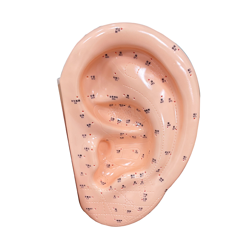 Wholesale 40cm Ear Acupuncture Model for Class Use