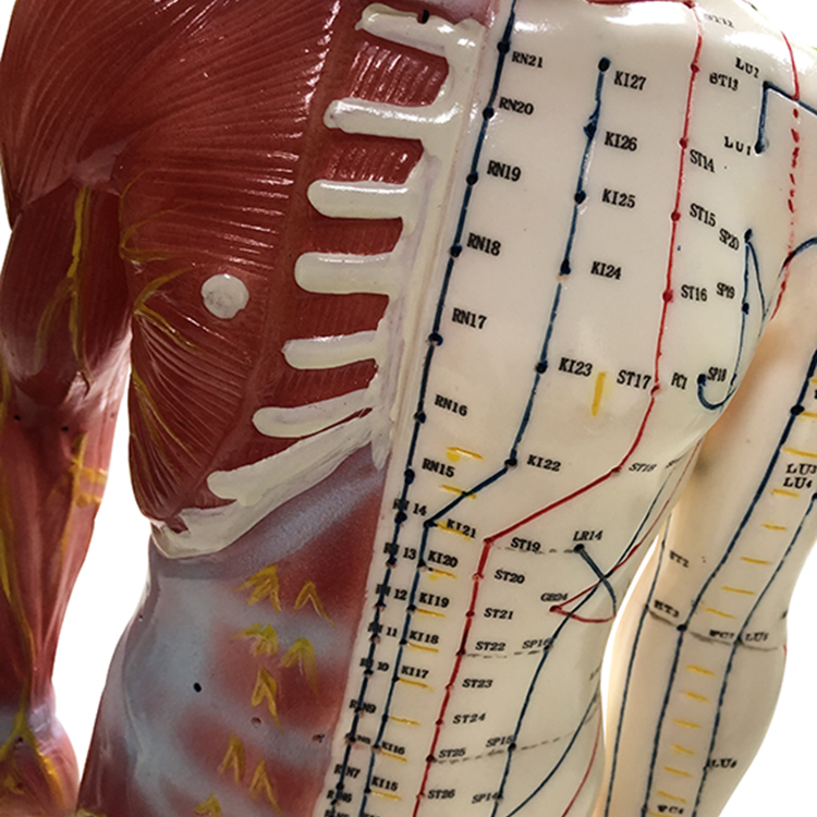 High Quality 60cm Male Display Acupuncture Model with Muscle