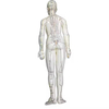 Chinese Acupuncture Model Famale Body for Meridian And Extraordinary Points 50cm