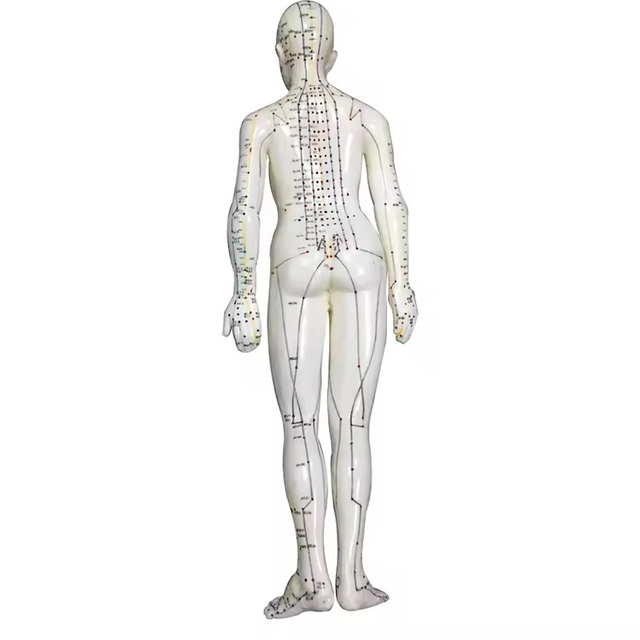 Chinese Acupuncture Model Famale Body for Meridian And Extraordinary Points 50cm