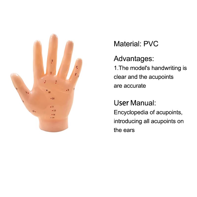 Hand Acupuncture Model