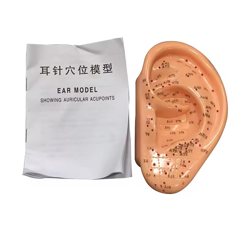 Hot Sale 13cm Ear Acupuncture Model Professional Reflexology Acupoint Learning Display Laboratory Supplies with User Manual