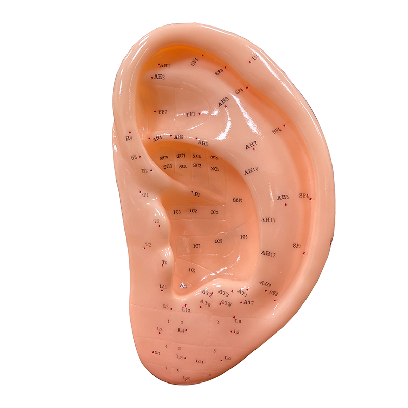 High Quality Practice and Display 22cm Ear Acupuncture Model