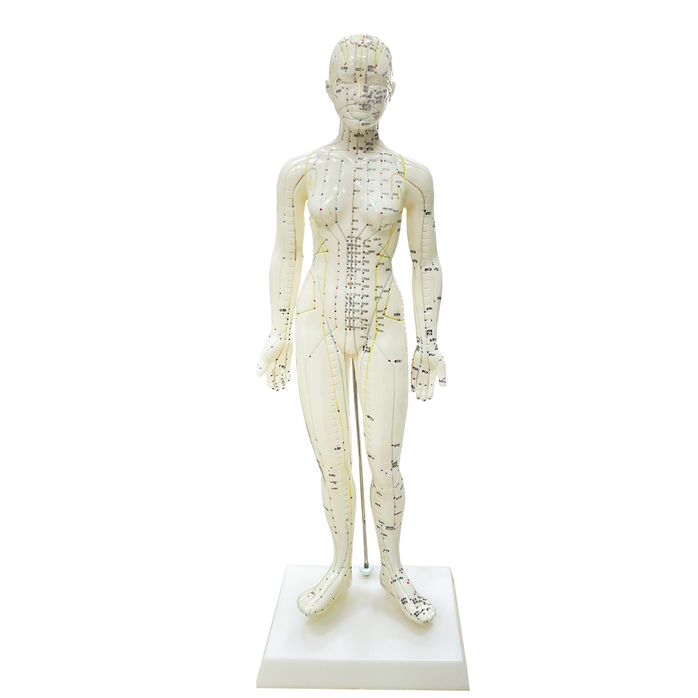 High Quality Body Acupuncture Model Soft Flexible Famale Model 48cm Acupuncture Point Model