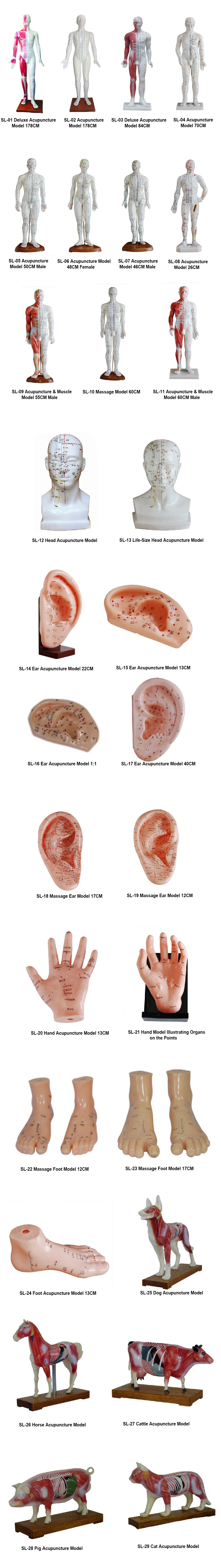 Acupuncture Model