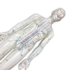 Chinese Acupuncture Model Famale Body for Meridian And Extraordinary Points 50cm