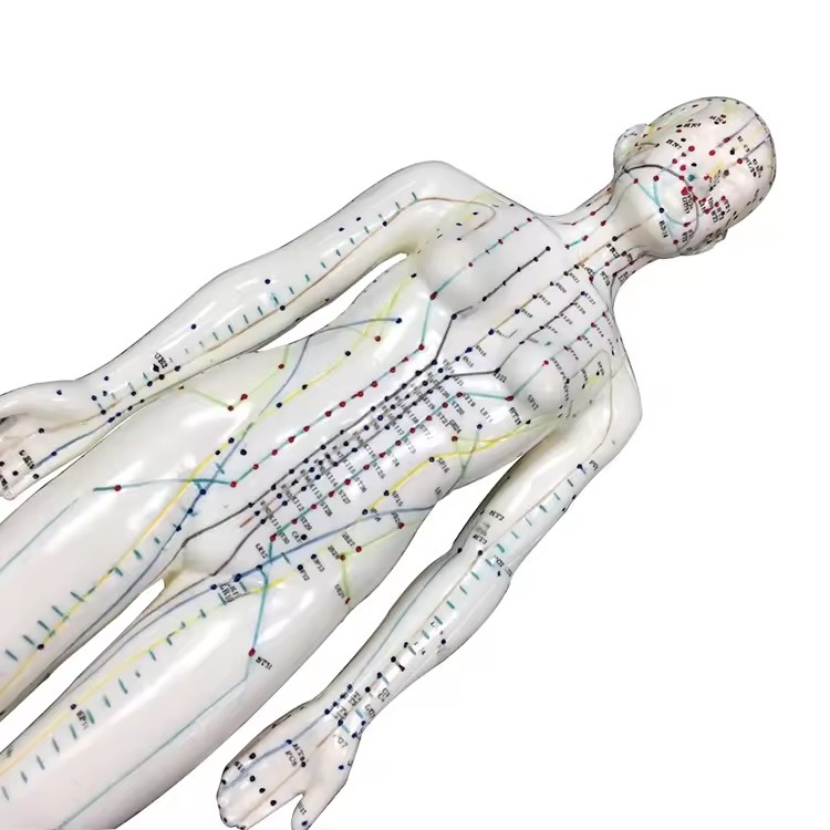 Chinese Acupuncture Model Famale Body for Meridian And Extraordinary Points 50cm