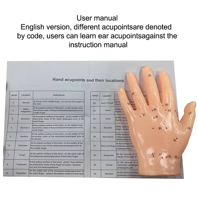 Hand Acupuncture Model 