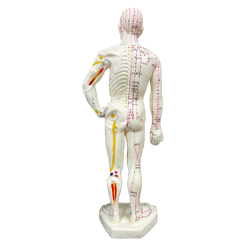 High Quality 26cm Body Acupuncture Model Soft Flexible Model Acupuncture Point Model