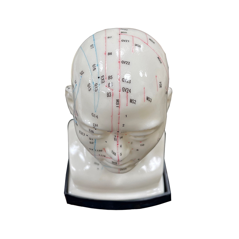 Excellent Choice High Quality Medical Use 20cm Head Acupuncture Model