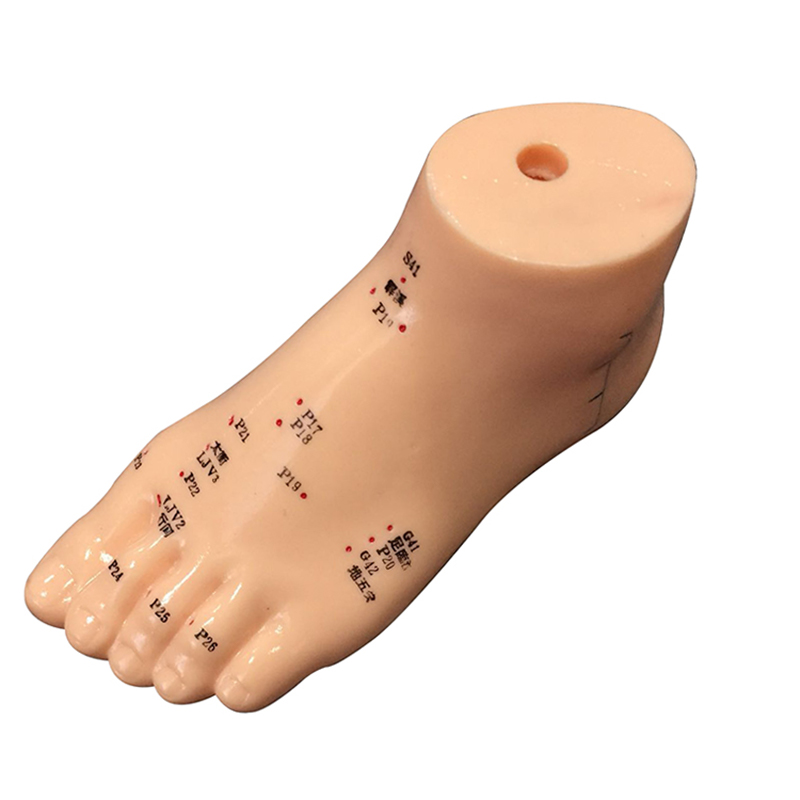 Acupuncture Human Body Model 13cm Chinese Acupuncture Foot Model