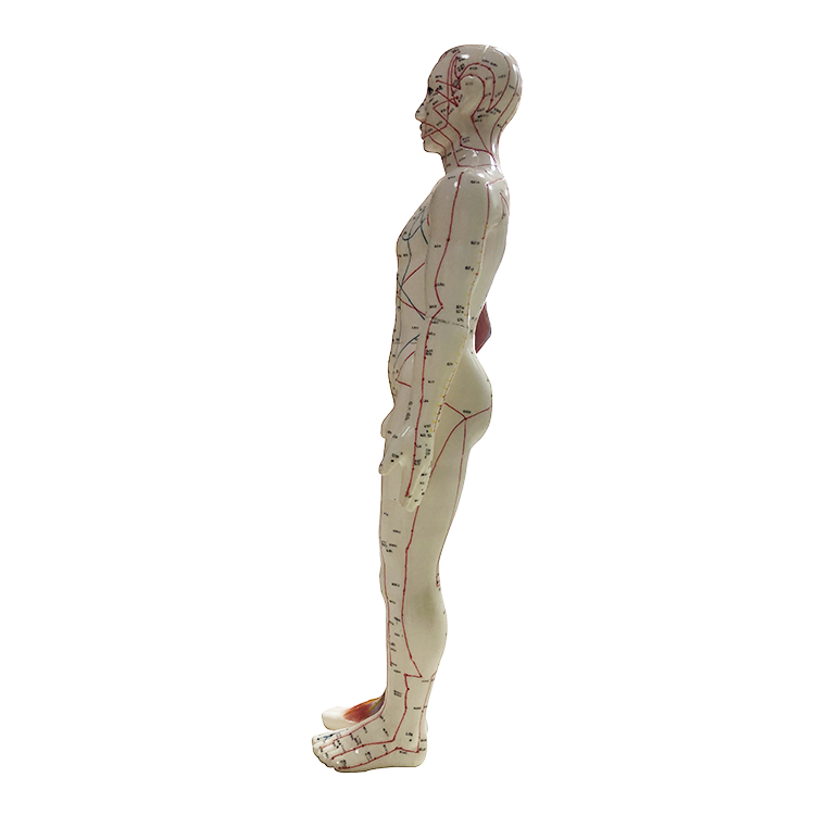 High Quality 60cm Male Display Acupuncture Model with Muscle