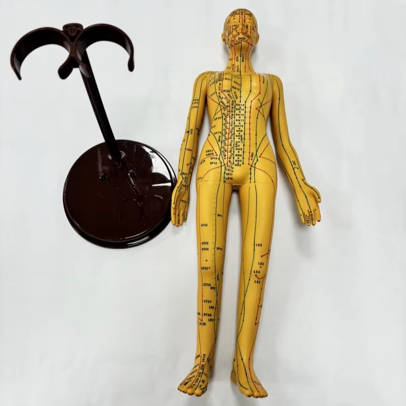 Soft PVC Material 52cm Female Acupuncture Model Clear Point for Medical Science Manikin for Acupuncture