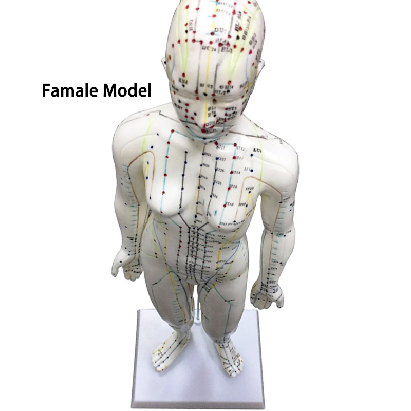 High Quality Body Acupuncture Model Soft Flexible Famale Model 48cm Acupuncture Point Model