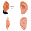 High Quality Practice and Display 22cm Ear Acupuncture Model