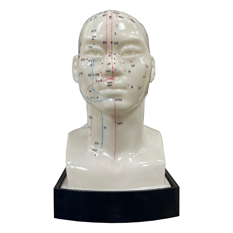 Excellent Choice High Quality Medical Use 20cm Head Acupuncture Model