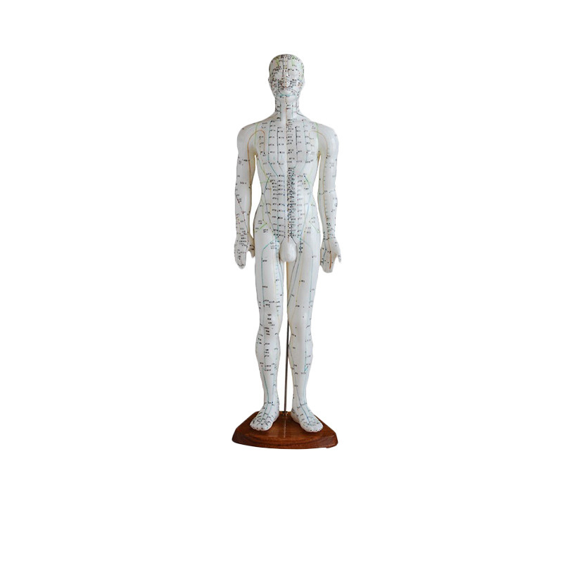 Hot Sale Chinese Acupuncture Model 50cm male Acupuncture Model Acupuncture Human Meridians Model