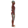 High Quality 60cm Male Display Acupuncture Model with Muscle