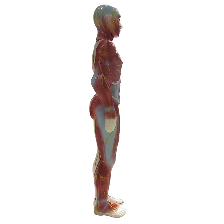 High Quality 60cm Male Display Acupuncture Model with Muscle