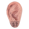 High Quality 8CM Silicone Ear Acupuncture Model Medical Human Anatomical Ear Acupuncture Model