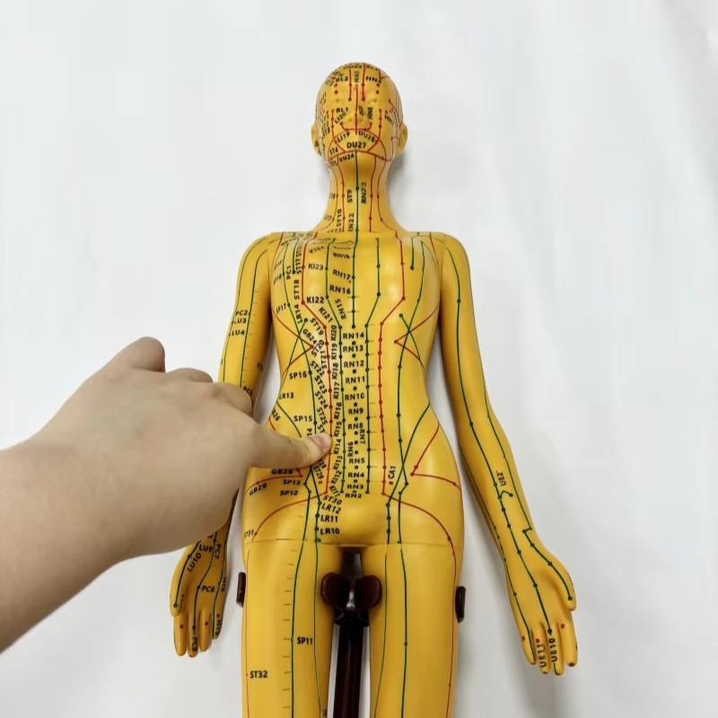 Soft PVC Material 52cm Female Acupuncture Model Clear Point for Medical Science Manikin for Acupuncture