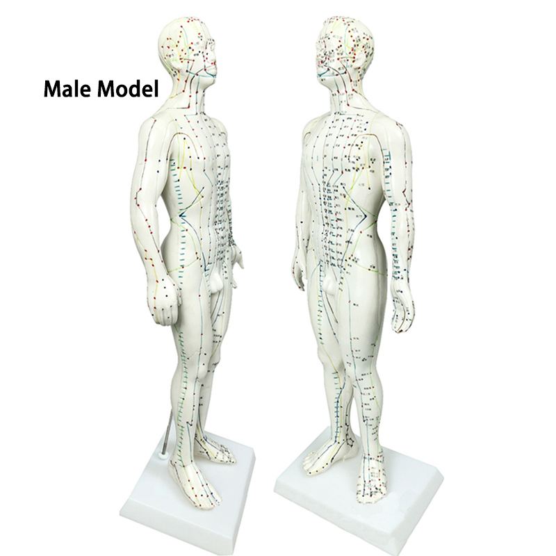 Hot Sale Chinese Acupuncture Model 50cm male Acupuncture Model Acupuncture Human Meridians Model