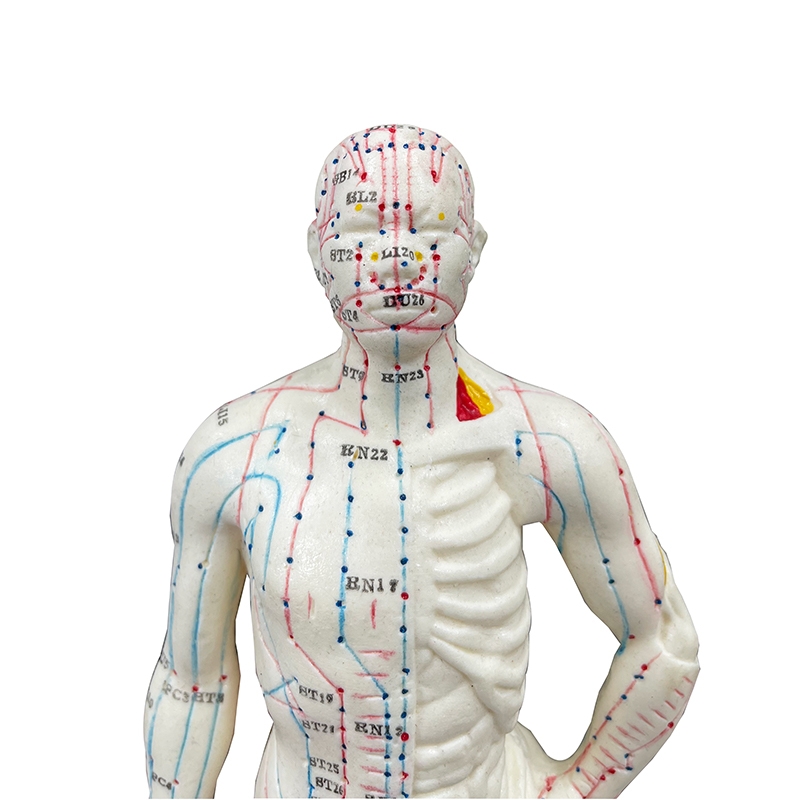 High Quality 26cm Body Acupuncture Model Soft Flexible Model Acupuncture Point Model