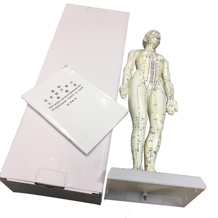 High Quality Body Acupuncture Model Soft Flexible Famale Model 48cm Acupuncture Point Model